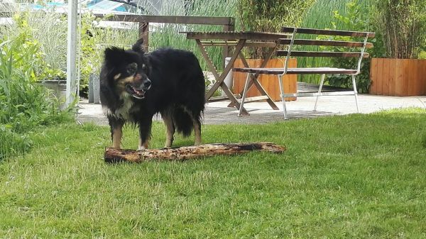 Urlaub mit Hund in Schwerin im Haus am See